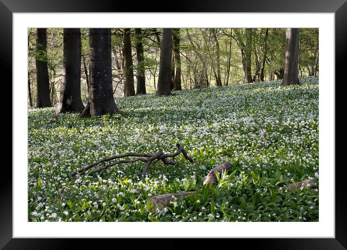 A sea of wild garlic in the woodlands near Idswort Framed Mounted Print by Peter Barber
