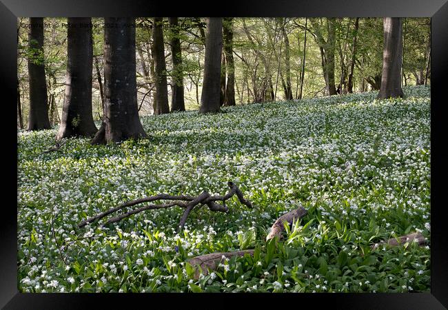 A sea of wild garlic in the woodlands near Idswort Framed Print by Peter Barber