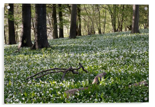 A sea of wild garlic in the woodlands near Idswort Acrylic by Peter Barber