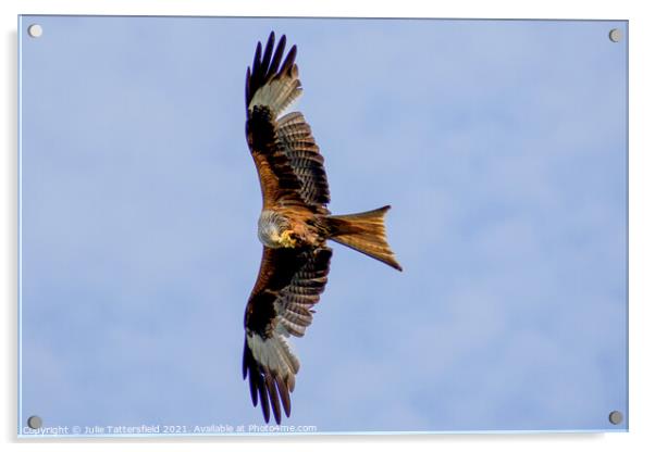 Red Kite caught in the act with a mid-flight snack Acrylic by Julie Tattersfield
