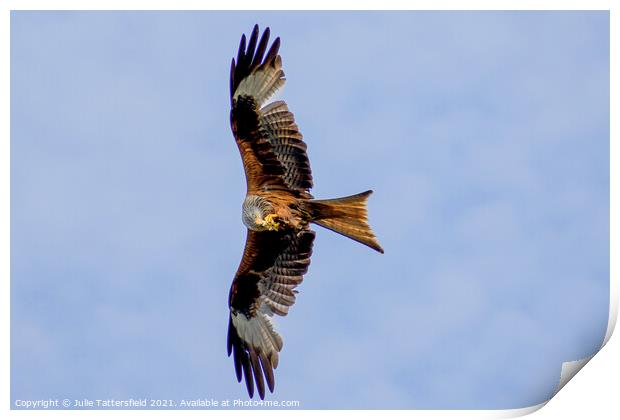 Red Kite caught in the act with a mid-flight snack Print by Julie Tattersfield