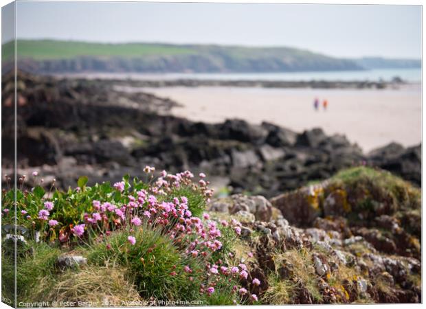Sea thrift on welsh coast Canvas Print by Peter Barber