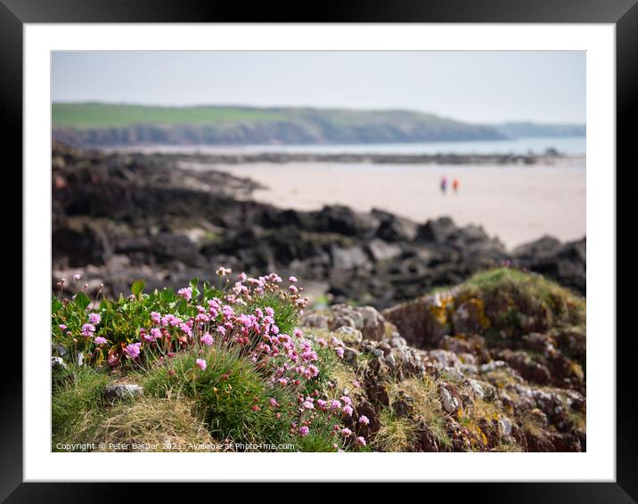 Sea thrift on welsh coast Framed Mounted Print by Peter Barber