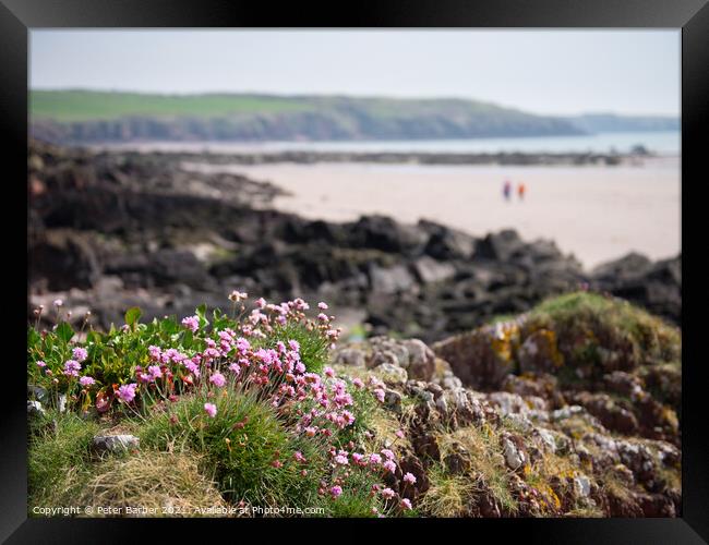 Sea thrift on welsh coast Framed Print by Peter Barber
