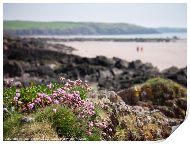 Sea thrift on welsh coast Print by Peter Barber