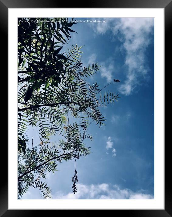 Blue Skies & Trees Framed Mounted Print by Marianne McLean
