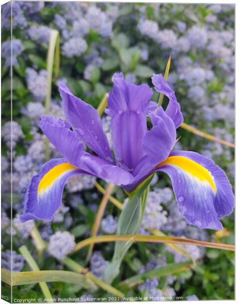 close up view of a Dutch iris (Iris xiphium). Called Spanish iris in the garden Canvas Print by Anish Punchayil Sukumaran