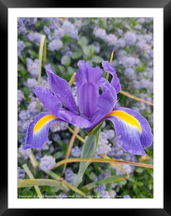 close up view of a Dutch iris (Iris xiphium). Called Spanish iris in the garden Framed Mounted Print by Anish Punchayil Sukumaran