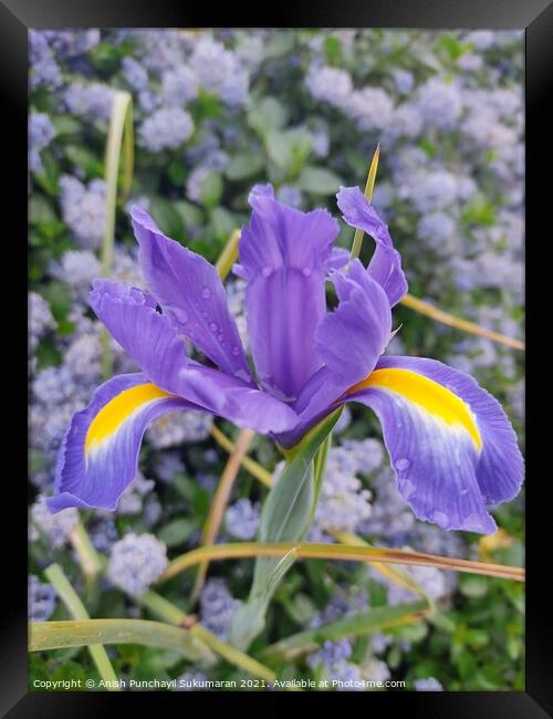 close up view of a Dutch iris (Iris xiphium). Called Spanish iris in the garden Framed Print by Anish Punchayil Sukumaran