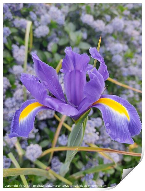 close up view of a Dutch iris (Iris xiphium). Called Spanish iris in the garden Print by Anish Punchayil Sukumaran