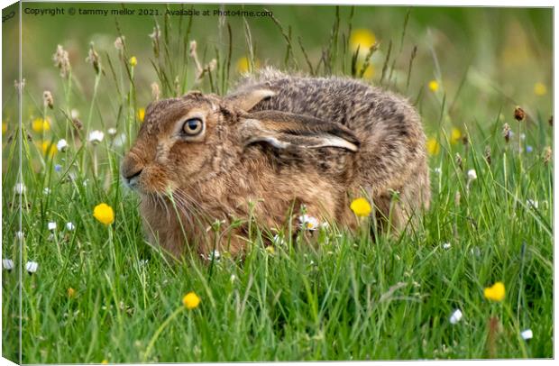 Majestic Hare on Staffordshire Moorlands Canvas Print by tammy mellor