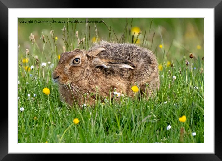 Majestic Hare on Staffordshire Moorlands Framed Mounted Print by tammy mellor