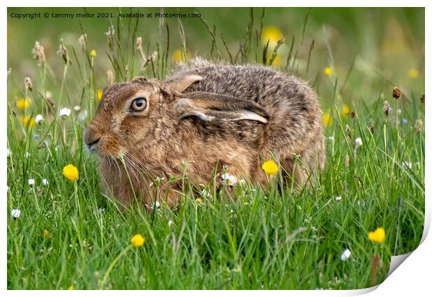 Majestic Hare on Staffordshire Moorlands Print by tammy mellor