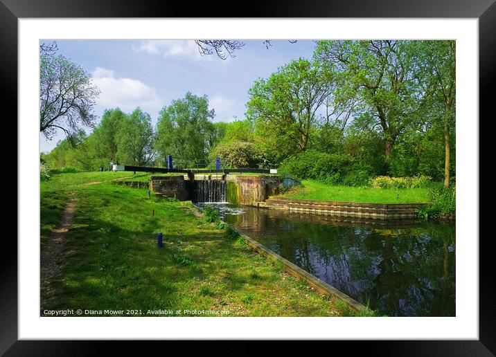 Rushes Lock Ulting Essex Framed Mounted Print by Diana Mower