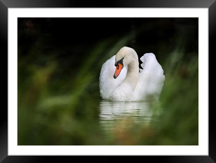 Peace and Tranquillity Framed Mounted Print by tim miller