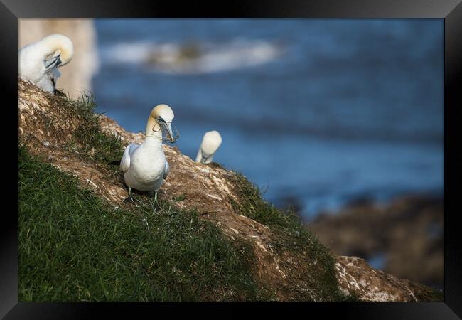 Northern gannet gathering grass for its nest Framed Print by Jason Wells