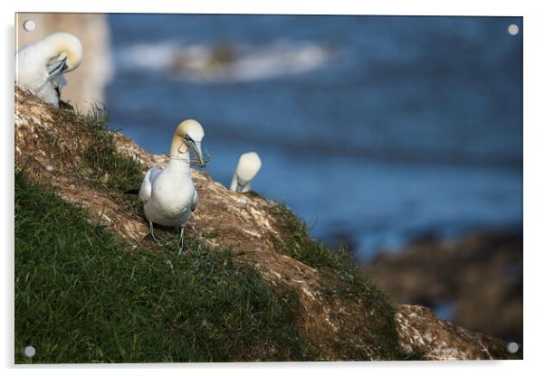 Northern gannet gathering grass for its nest Acrylic by Jason Wells