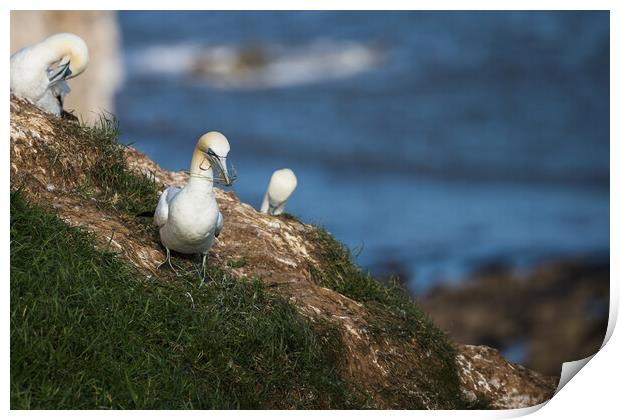 Northern gannet gathering grass for its nest Print by Jason Wells