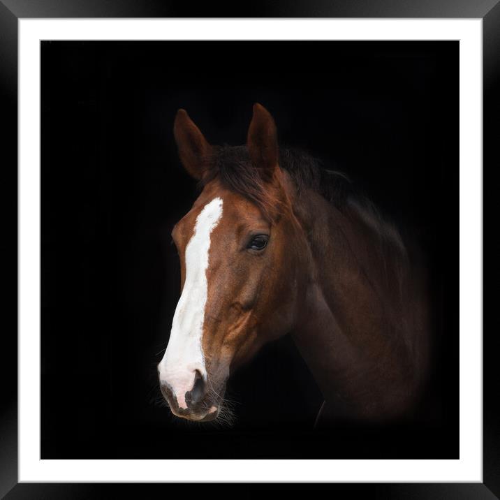 horse in black Framed Mounted Print by tim miller