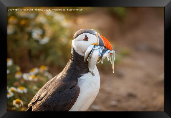 Atlantic Puffin With Sand Eels Framed Print by Graham Prentice