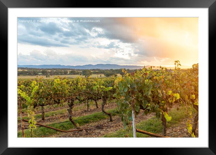 Sunset Australian Vineyard in Mudgee Framed Mounted Print by martin berry