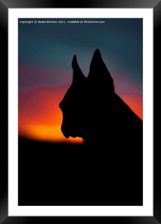 Sunset with a French Bulldog Framed Mounted Print by Beata Bronisz