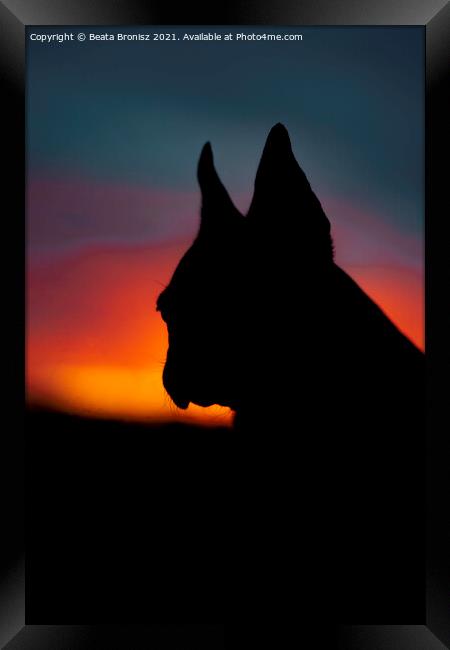 Sunset with a French Bulldog Framed Print by Beata Bronisz