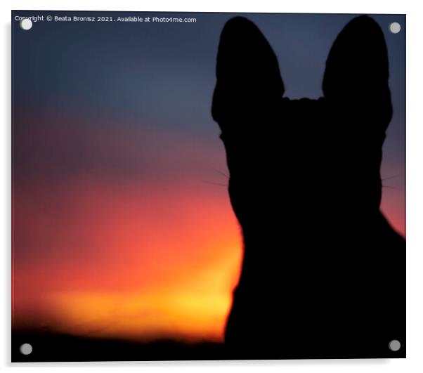 Sunset with a French Bulldog Acrylic by Beata Bronisz