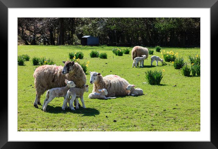 Sheep and Lambs in Spring Framed Mounted Print by Pearl Bucknall