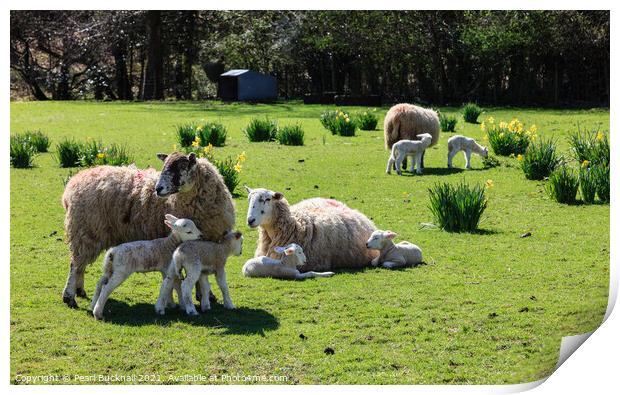 Sheep and Lambs in Spring Print by Pearl Bucknall