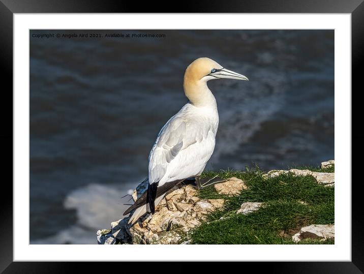 Gannet. Framed Mounted Print by Angela Aird
