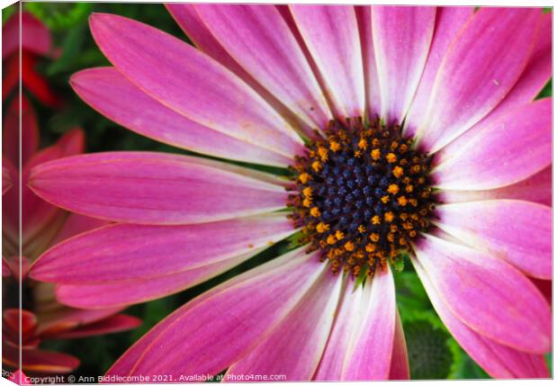 Pink daisy Canvas Print by Ann Biddlecombe
