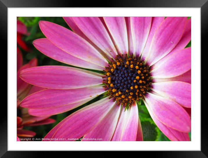 Pink daisy Framed Mounted Print by Ann Biddlecombe