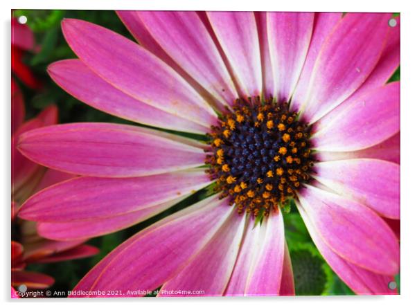 Pink daisy Acrylic by Ann Biddlecombe