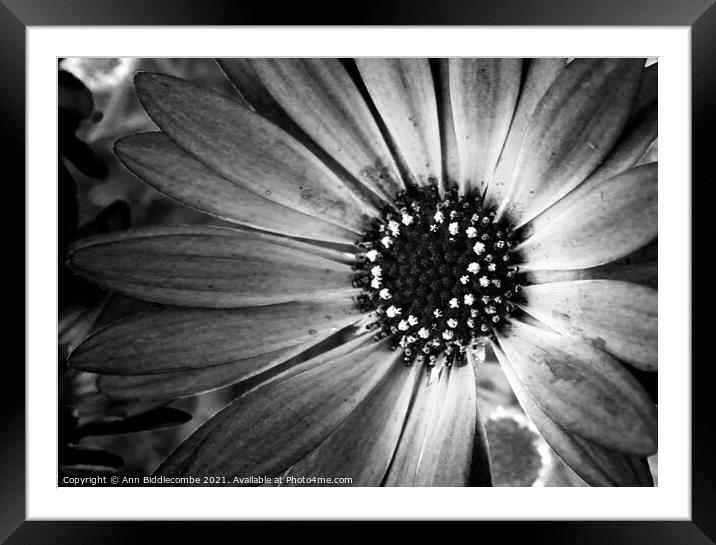 monochrome daisy Framed Mounted Print by Ann Biddlecombe