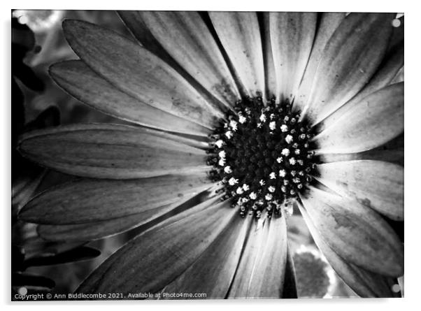 monochrome daisy Acrylic by Ann Biddlecombe