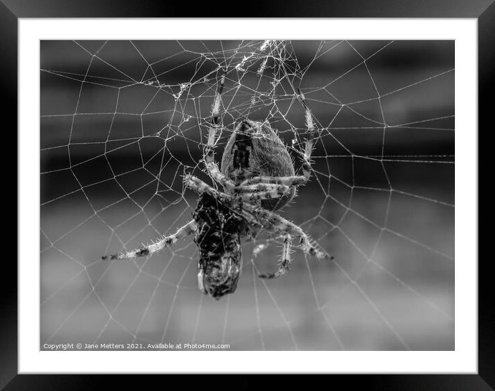 Spider in the Web  Framed Mounted Print by Jane Metters