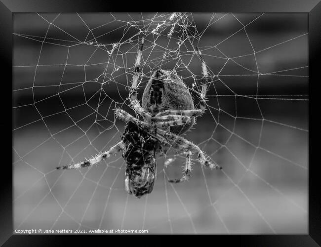 Spider in the Web  Framed Print by Jane Metters
