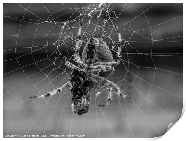 Spider in the Web  Print by Jane Metters