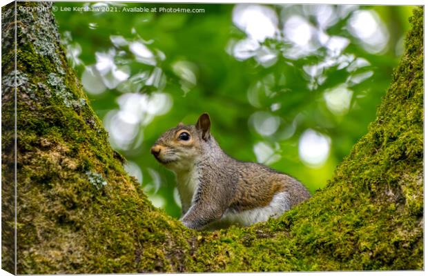 Squirrel in a Tree Canvas Print by Lee Kershaw