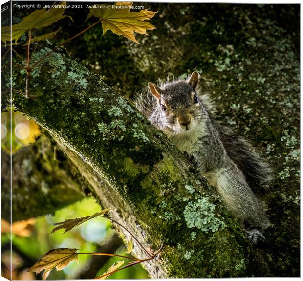 Nosey Squirrel Canvas Print by Lee Kershaw