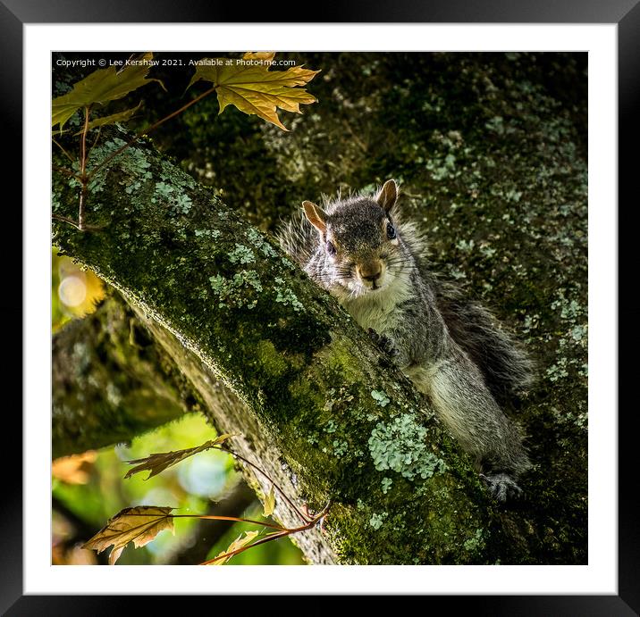 Nosey Squirrel Framed Mounted Print by Lee Kershaw