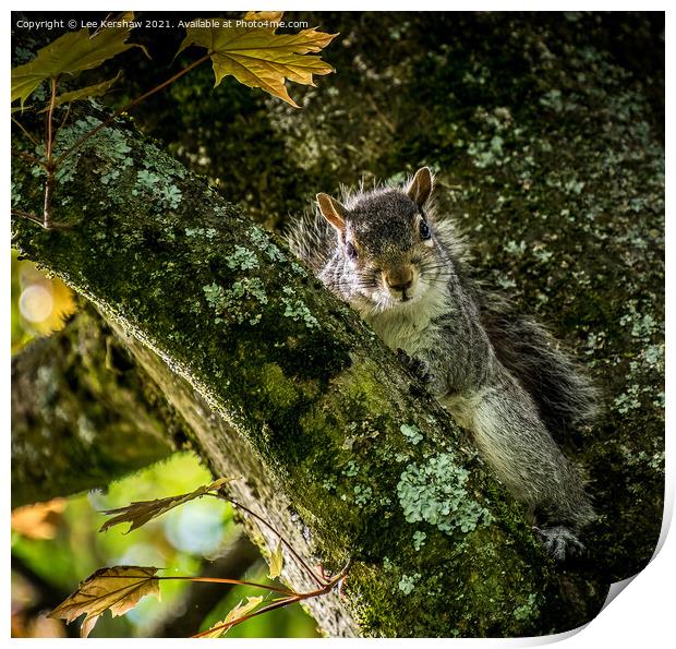 Nosey Squirrel Print by Lee Kershaw