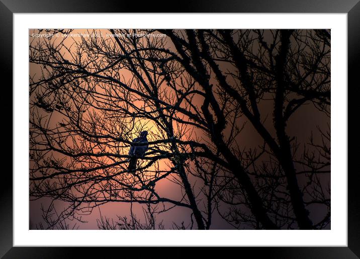 Greeting the Dawn Framed Mounted Print by Lee Kershaw