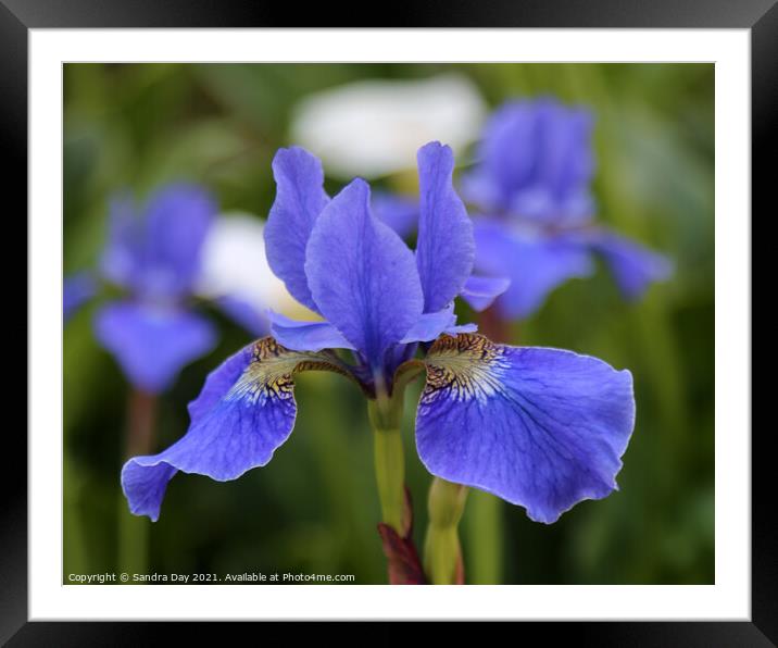 Blue Iris at Exbury Framed Mounted Print by Sandra Day
