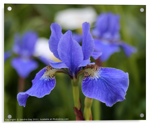 Blue Iris at Exbury Acrylic by Sandra Day