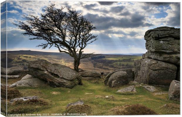 Shafts of light (Emsworthy Rock, Saddle Tor) Canvas Print by Andrew Ray