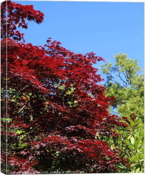 Red Leaf Acer Canvas Print by Sandra Day