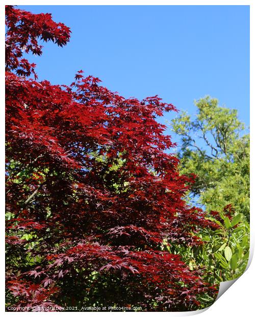 Red Leaf Acer Print by Sandra Day