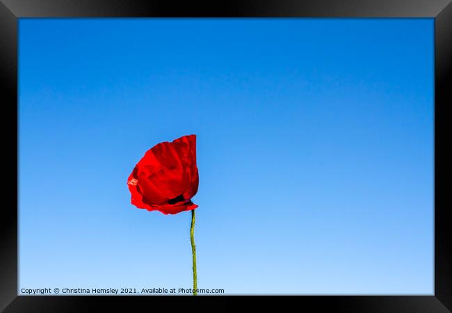 Bold and beautiful poppy Framed Print by Christina Hemsley